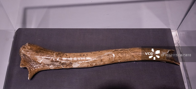 北京周口店遗址博物馆磨光的鹿角山顶洞出土晚更新世图片素材