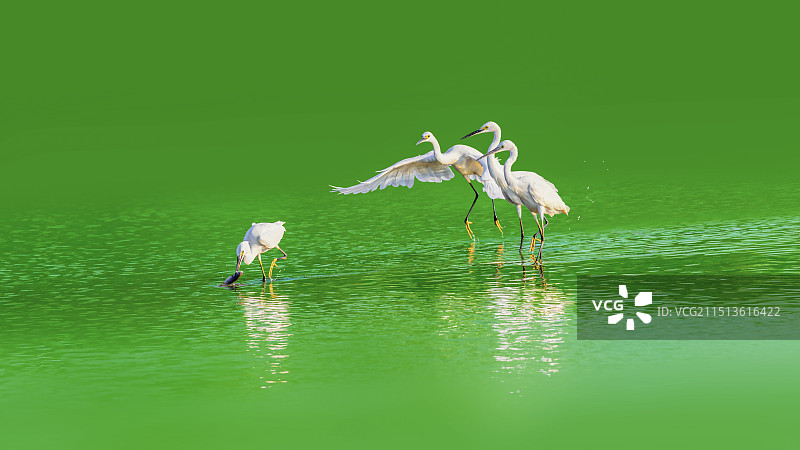 小白鹭--吸引力不小图片素材