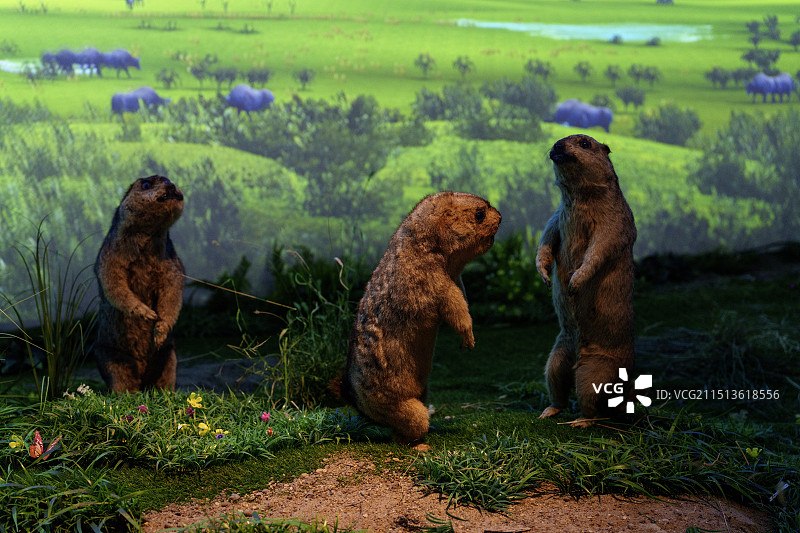 大庆博物馆景区图片素材