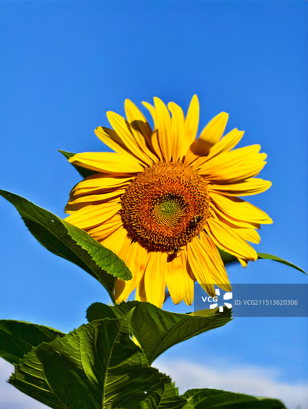 向日葵在蓝天下的低角度视图图片素材