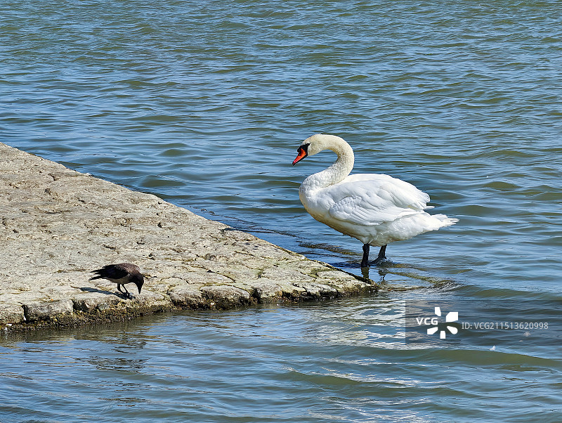 臣与民（天鹅与乌鸦）图片素材