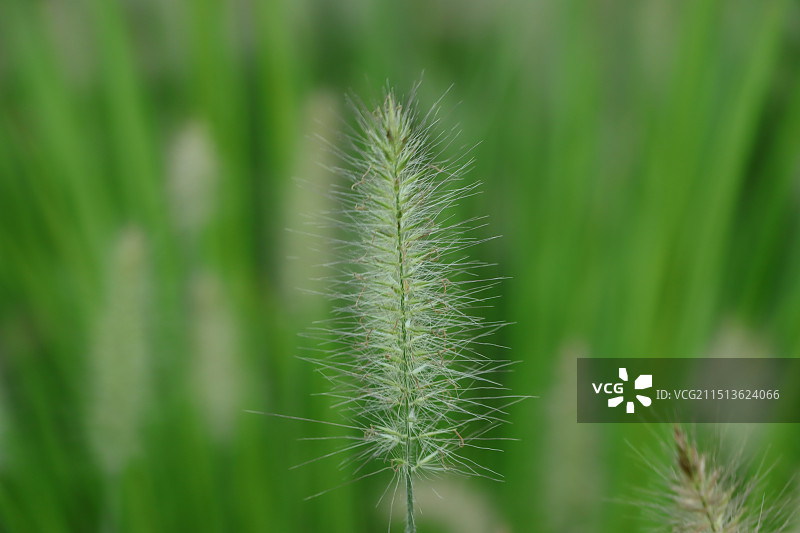 一支狗尾巴草图片素材
