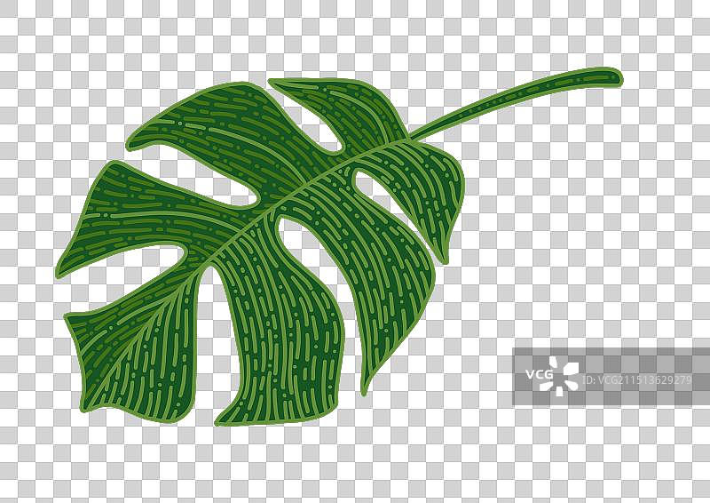 龟背竹扁平线描风格免扣元素阔叶植物透明底素材图片素材