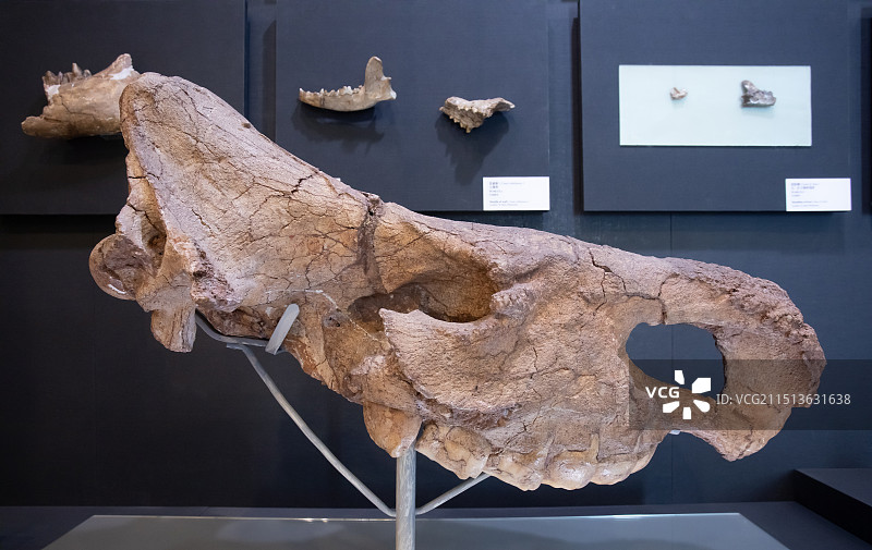 北京周口店遗址博物馆周口店双角犀完整头骨第20地点出土中更新世图片素材