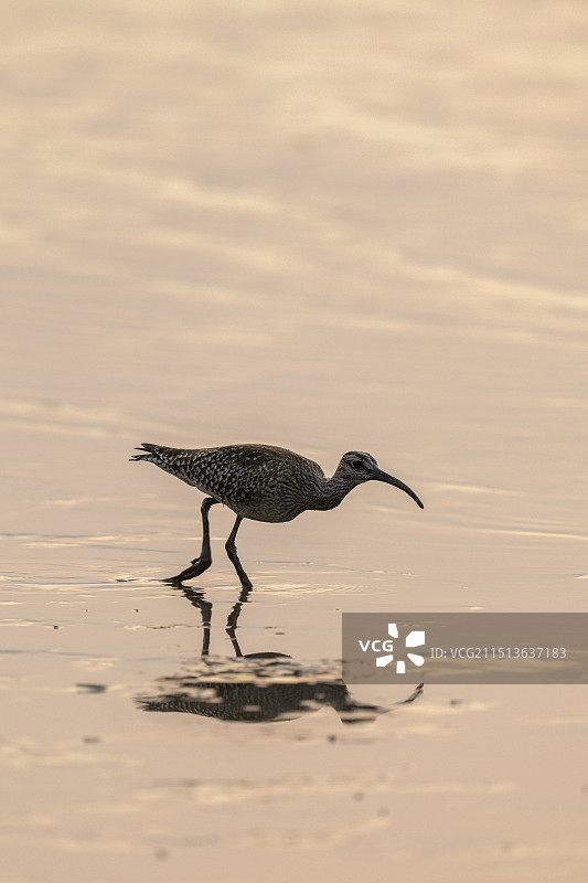 晨光中的中杓鹬图片素材