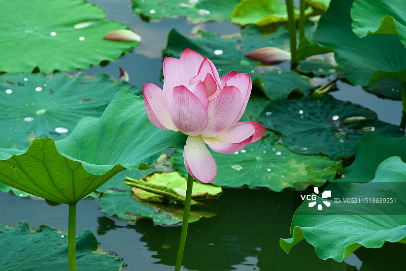 既然无法暂停时间 那就记录浪漫图片素材