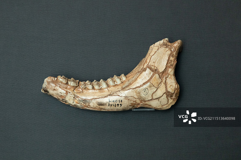 北京周口店遗址博物馆肿骨大角鹿左下颌第13地点出土中更新世图片素材