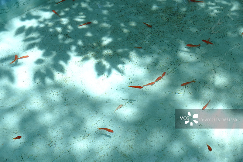 皆若空游无所依图片素材