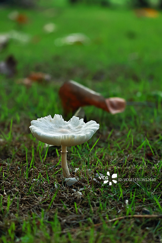 野生蘑菇图片素材