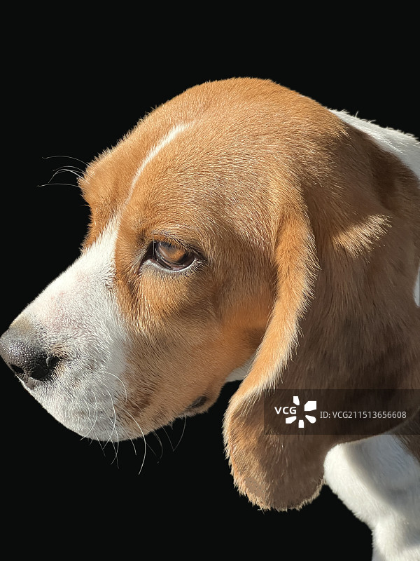 帅气标准的比格犬侧脸头像肖像照-黑色背景图片素材