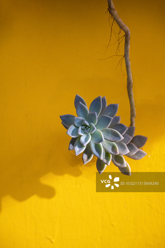 多肉植物图片素材