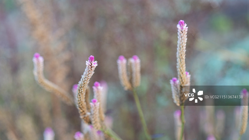 清晨野外随风摇曳的青葙花图片素材