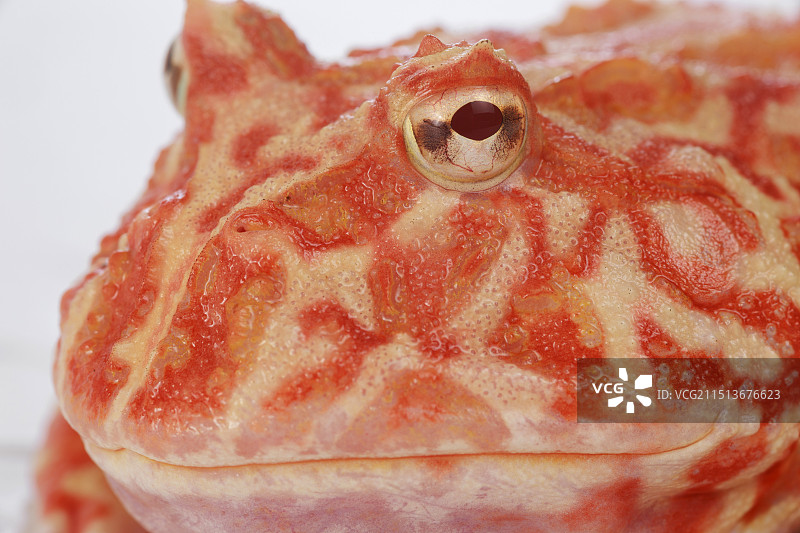 红火龙角蛙白底图图片素材