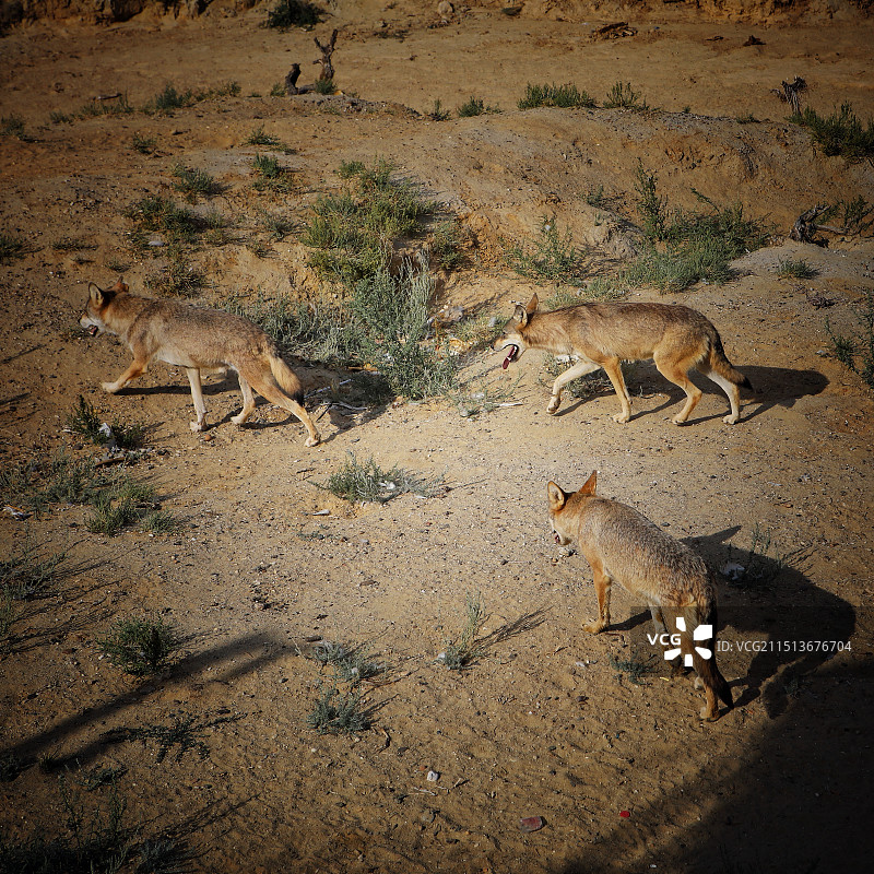 狼  摄于新疆阿勒泰福海县乌伦古湖景区“海上魔鬼城”图片素材