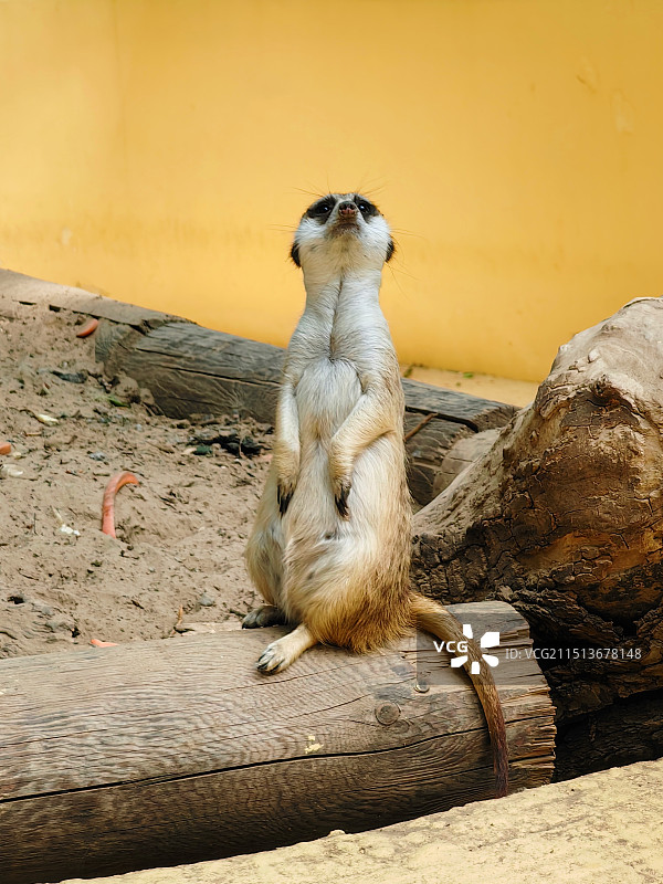 动物园 猫鼬图片素材