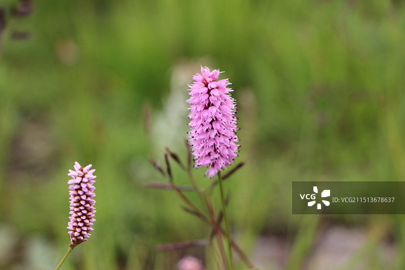 圆穗蓼特写图片素材