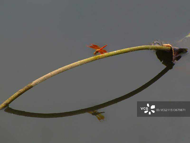 小枝上的昆虫特写镜头图片素材