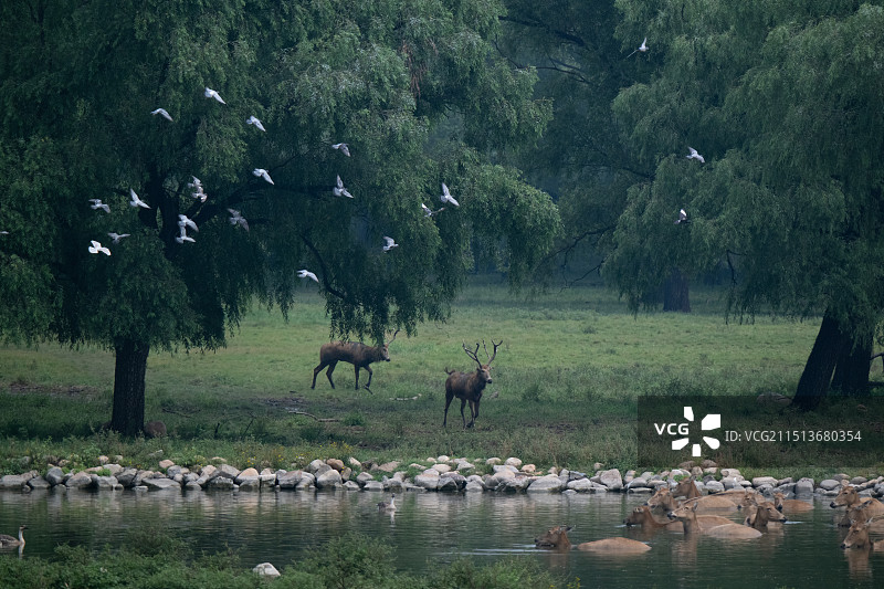 南海子保护区内的野生麋鹿图片素材