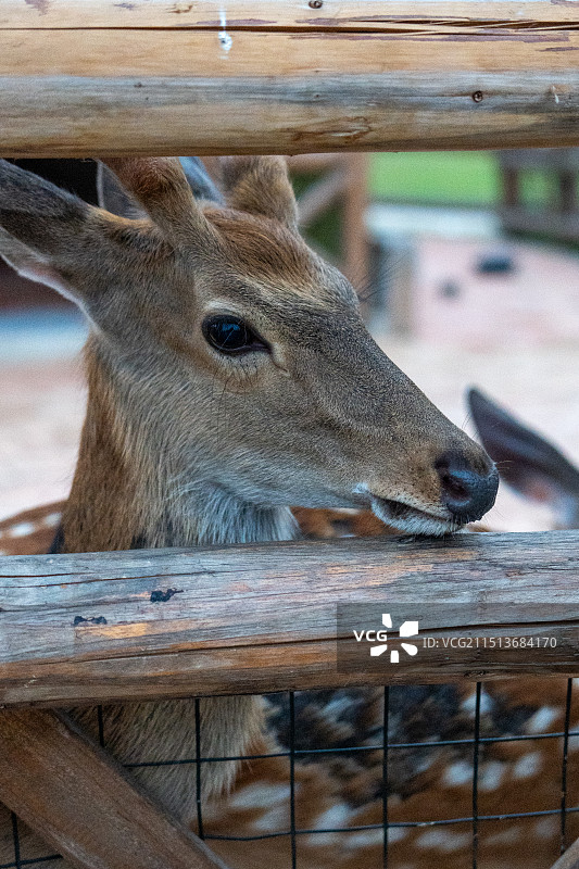 动物园里的鹿图片素材