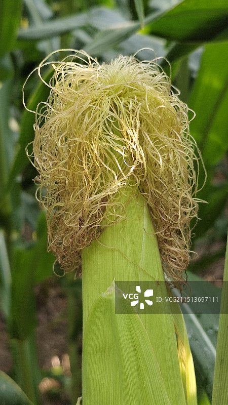 玉米须特写图片素材