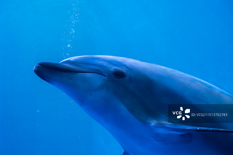 可爱动物们图片素材