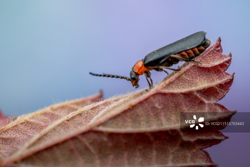 红叶甲虫的漫步图片素材