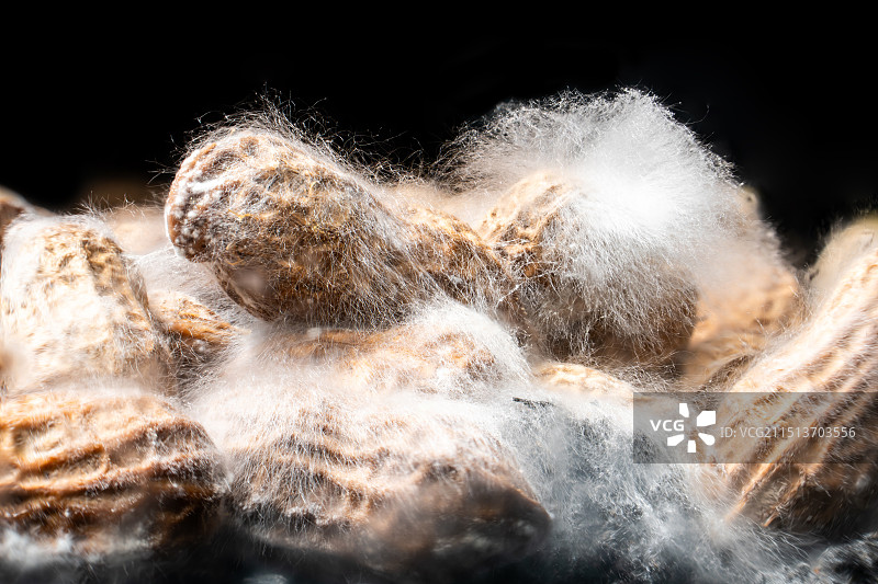 黑色背景下的花生发霉霉菌特写镜头图片素材