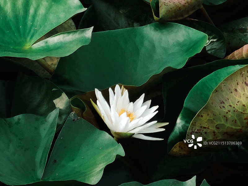 白睡莲图片素材