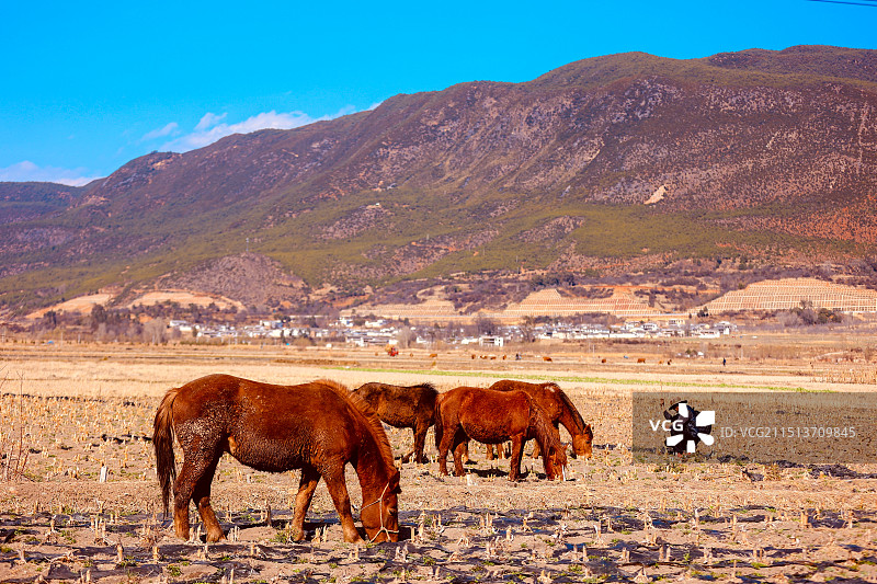 山脚下田野中的牧马人和马群图片素材