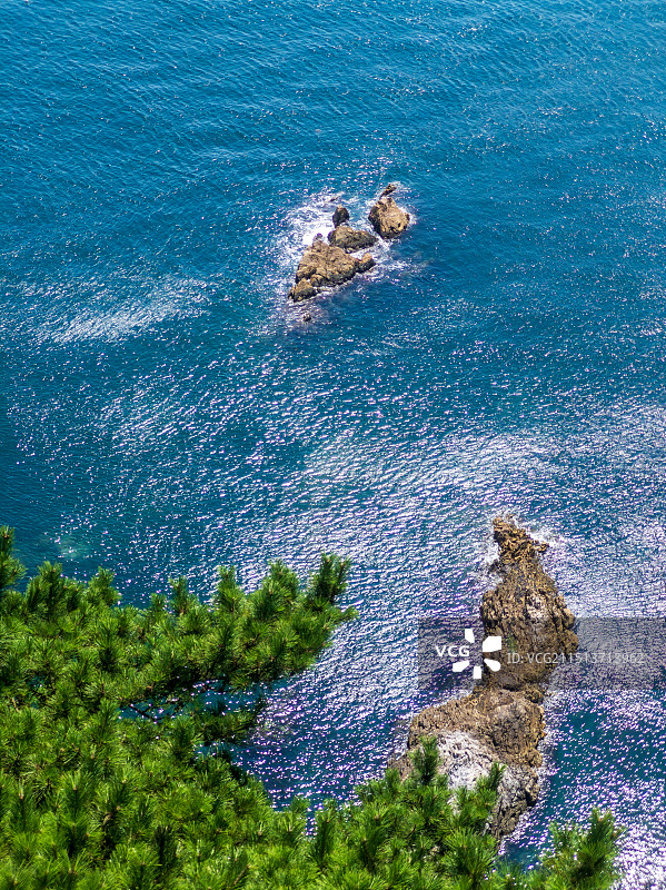 岩石松树海岸线图片素材