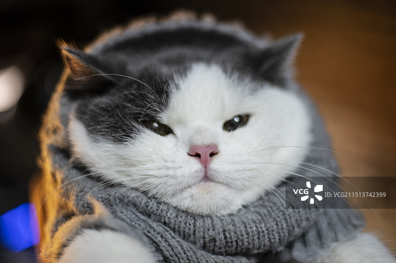 生气的蓝白英短小猫，穿着毛衣眯着眼可爱猫咪图片素材