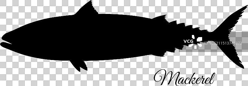 马鲛鱼轮廓剪影图片素材