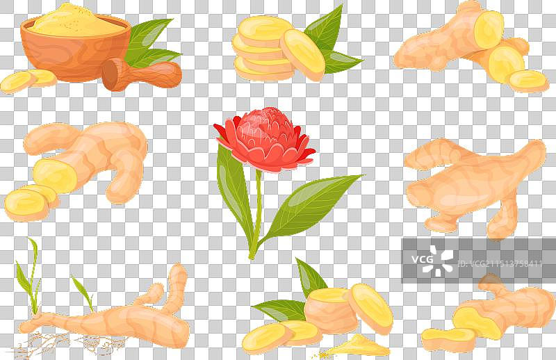 卡通生姜片图片素材