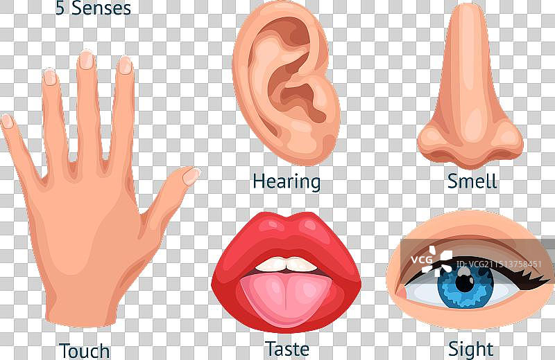 卡通感觉器官五感图片素材
