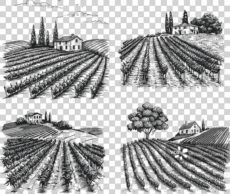 手绘复古葡萄园景观速写图集图片素材