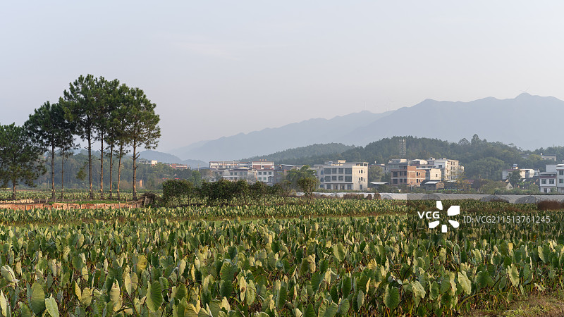 秋天湖南永州江永县乡村田地种植的香芋经济作物图片素材