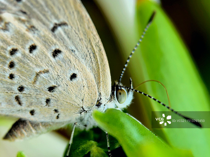 蝴蝶栖息在树叶上的特写镜头图片素材