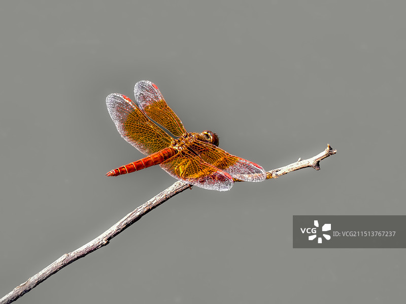 枯枝上的红蜻蜓图片素材