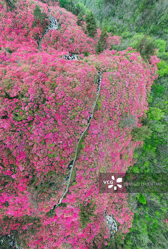 武汉黄陂云雾山风景区杜鹃花映红航拍图片素材