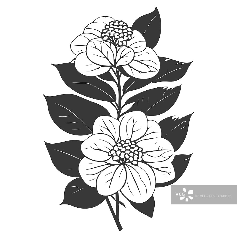 绣球花素描灰色图片素材