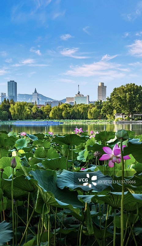 蓝天白云红荷花绿荷叶映衬中的山东济南大明湖千佛山自然城市建筑景观图片素材