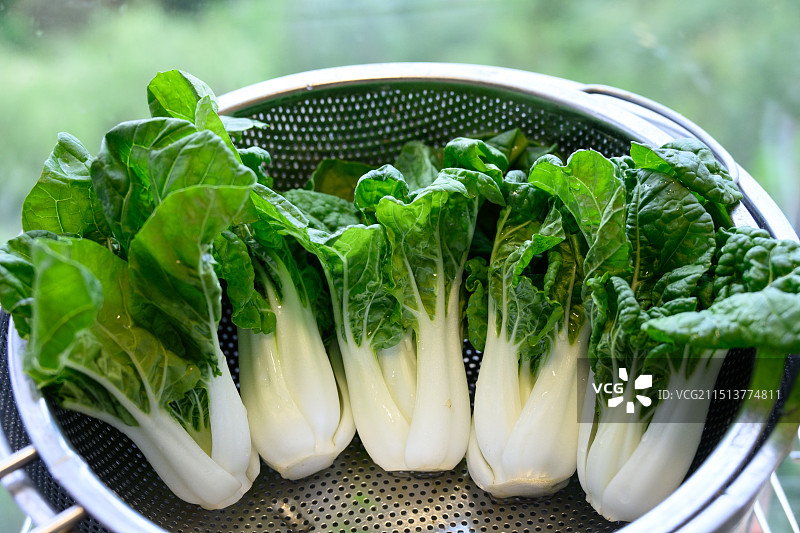 摘好的新鲜奶白菜特写图片素材
