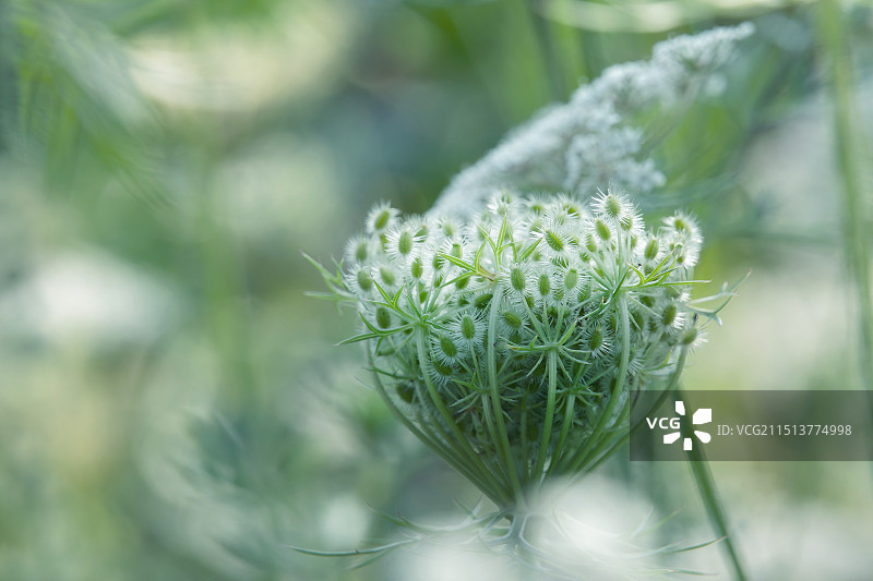 一株野胡萝卜图片素材