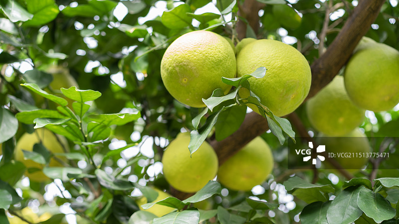秋天的湖南永州江永县香柚种植基地树上成熟的香柚果实图片素材