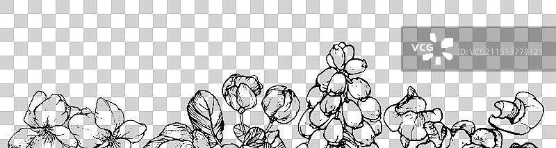 白色背景上的春季花卉线条画图片素材