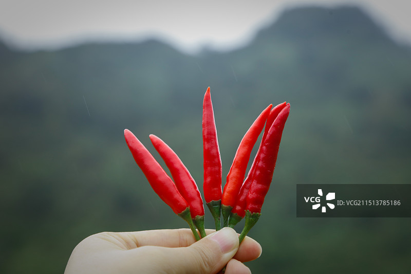 小米辣采摘图片素材