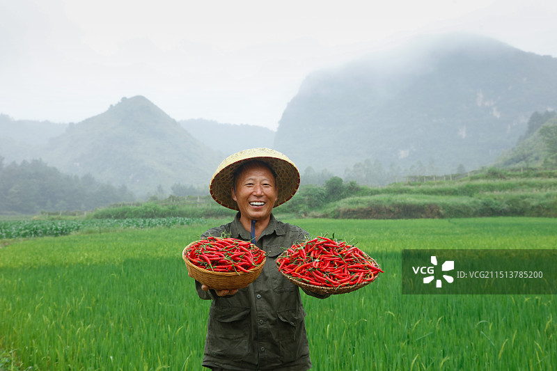 小米辣采摘图片素材