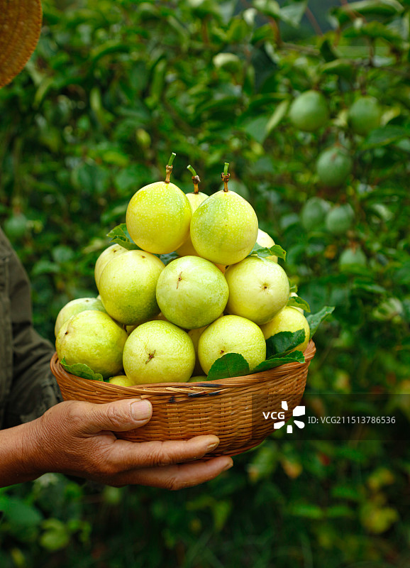 百香果产地图片素材