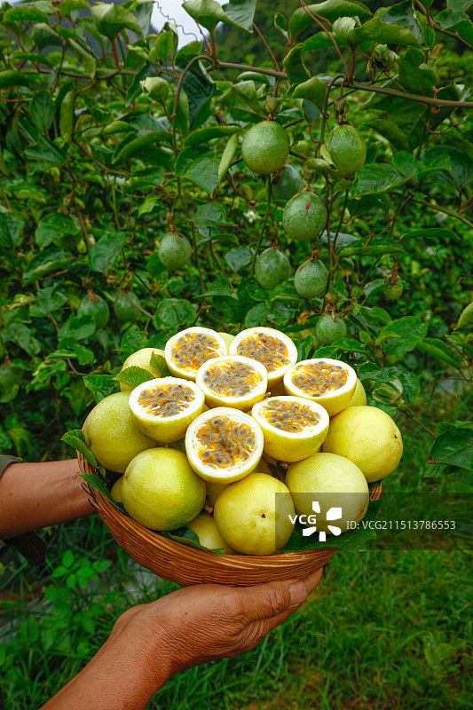 百香果产地图片素材