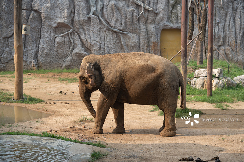 青岛森林野生动物园大象图片素材